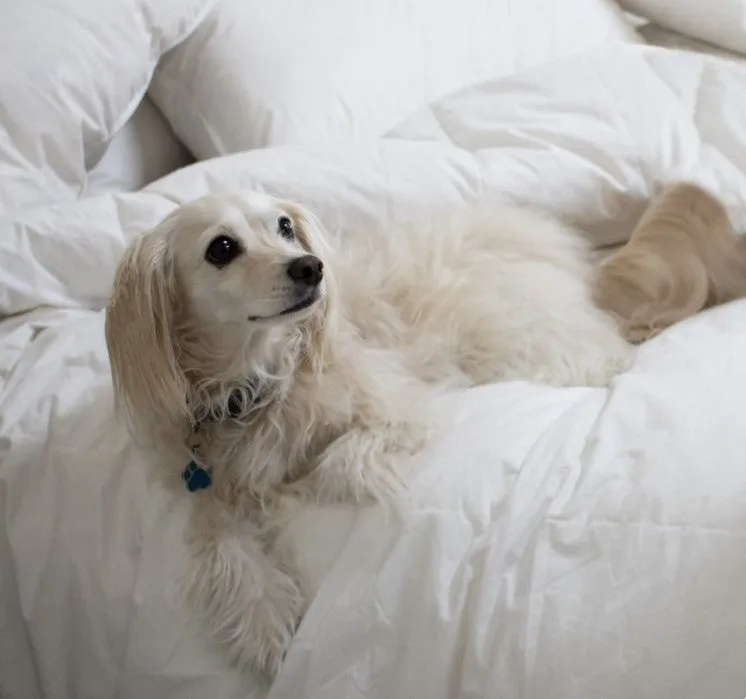 Ultra Light German Fine Batiste Queen Size Channel Quilt 95% Snow Goose Down 4 Blanket Warmth
